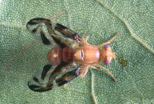 Image of Caribbean Fruit Fly