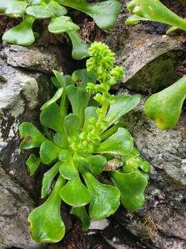 Image of Aeonium canariense subsp. latifolium (Burchard) Bañares