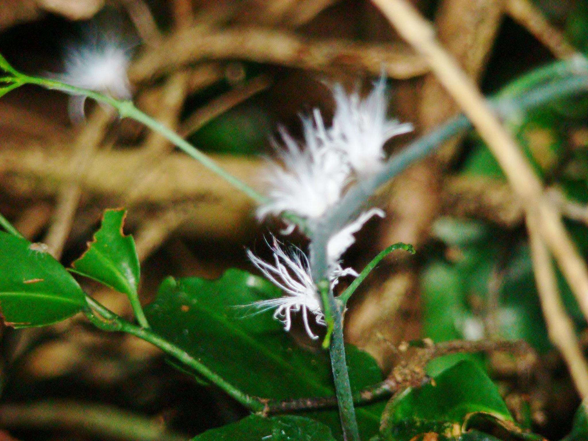 Image of Salacia gerrardii Lam. ex Sprague