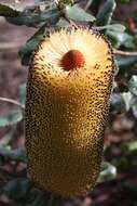 Image of golden stalk banksia