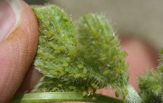 Image of Soybean aphid