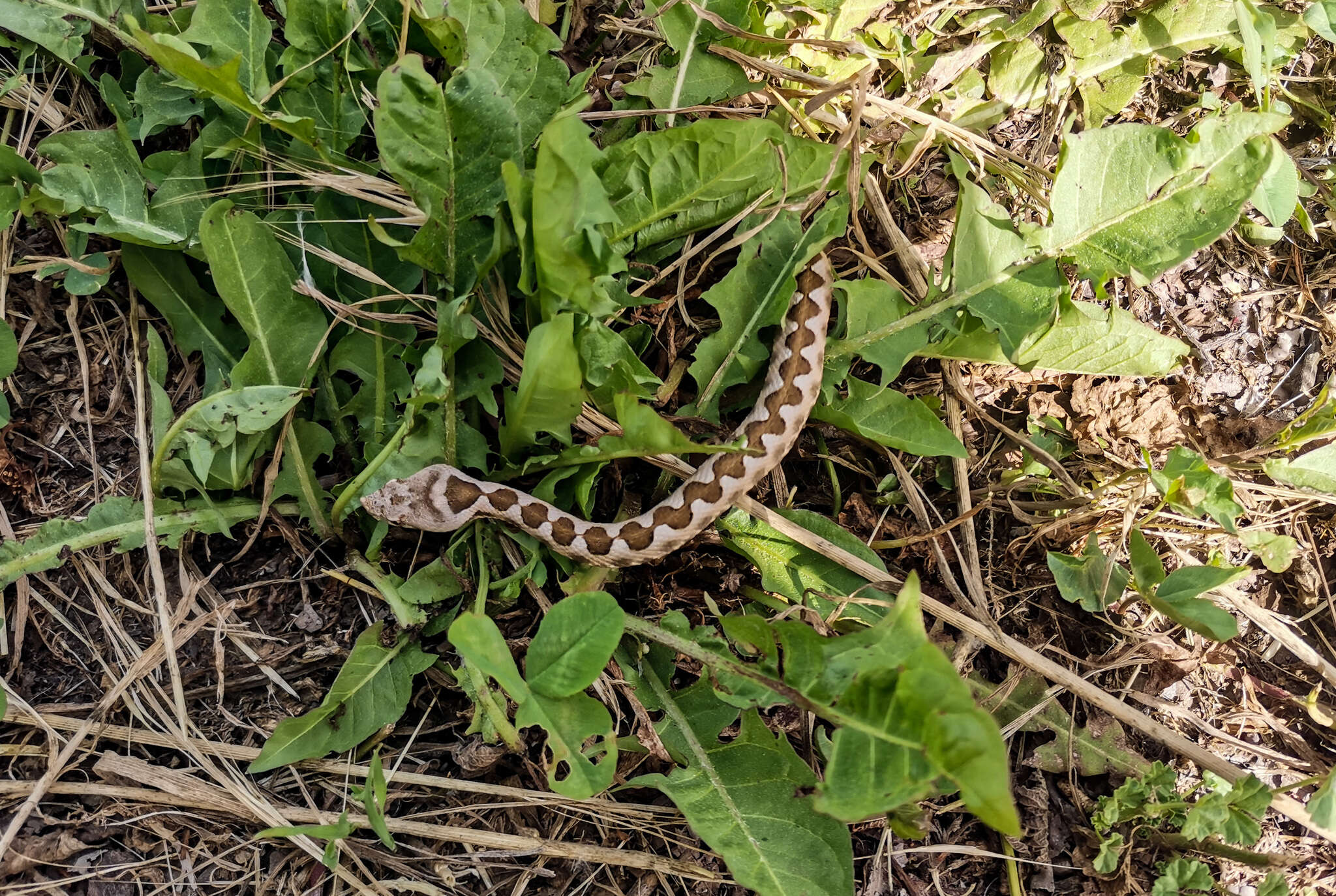 صورة Vipera ammodytes montandoni Boulenger 1904