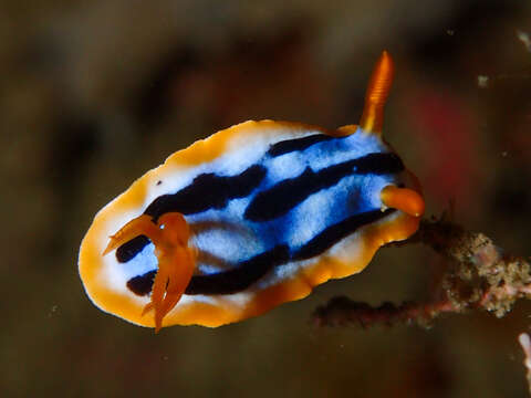 Image of Chromodoris strigata Rudman 1982