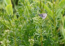 Image of Common Ringlet