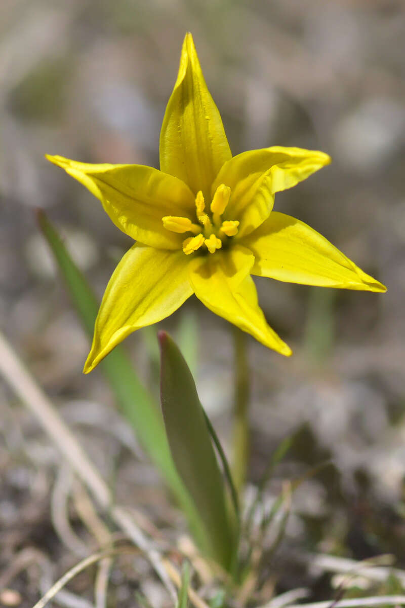 Image of Tulipa heterophylla (Regel) Baker