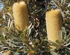 Image of golden stalk banksia