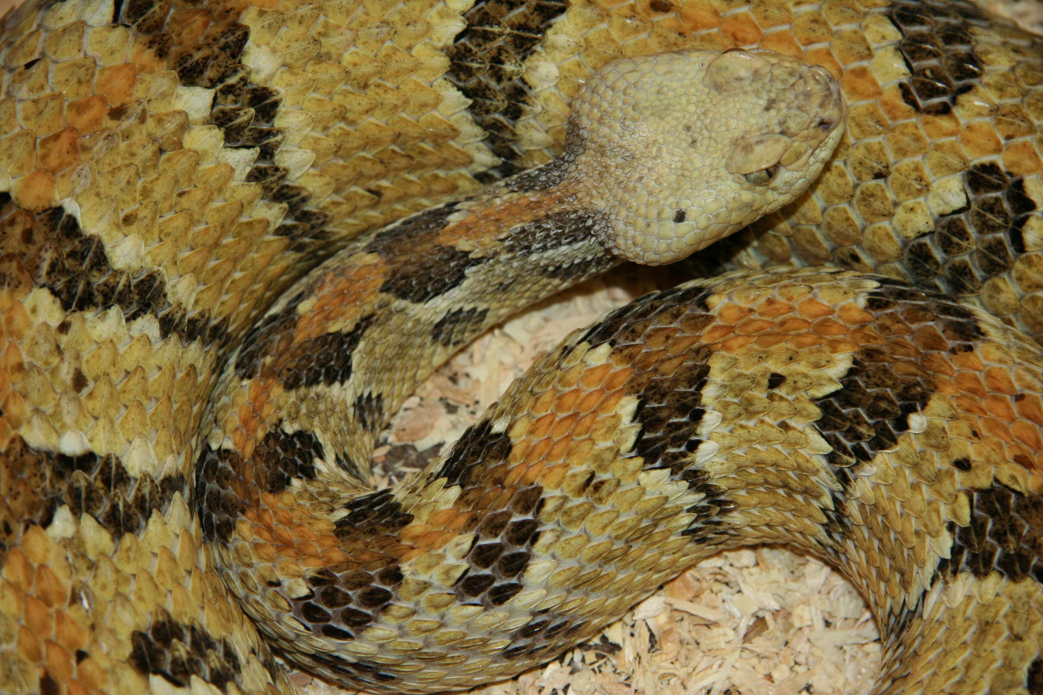 Image of Timber Rattlesnake