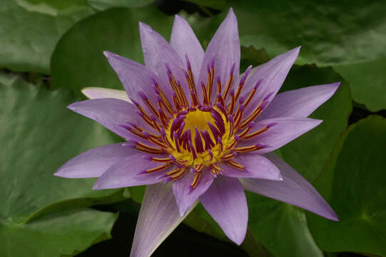 Image of Nymphaea nouchali var. zanzibariensis (Casp.) B. Verdcourt