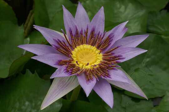 Image of Nymphaea nouchali var. zanzibariensis (Casp.) B. Verdcourt