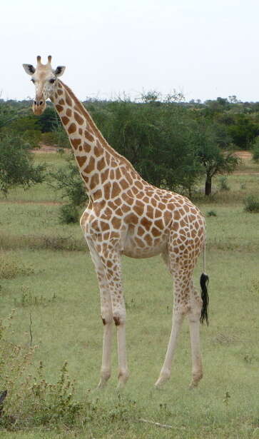 Image of West African Giraffe