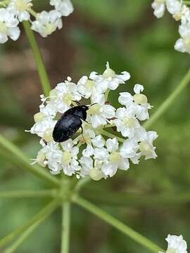 Image of Attagenus schaefferi (Herbst 1792)