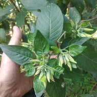 Plancia ëd Ruellia petiolaris (Nees) T. F. Daniel