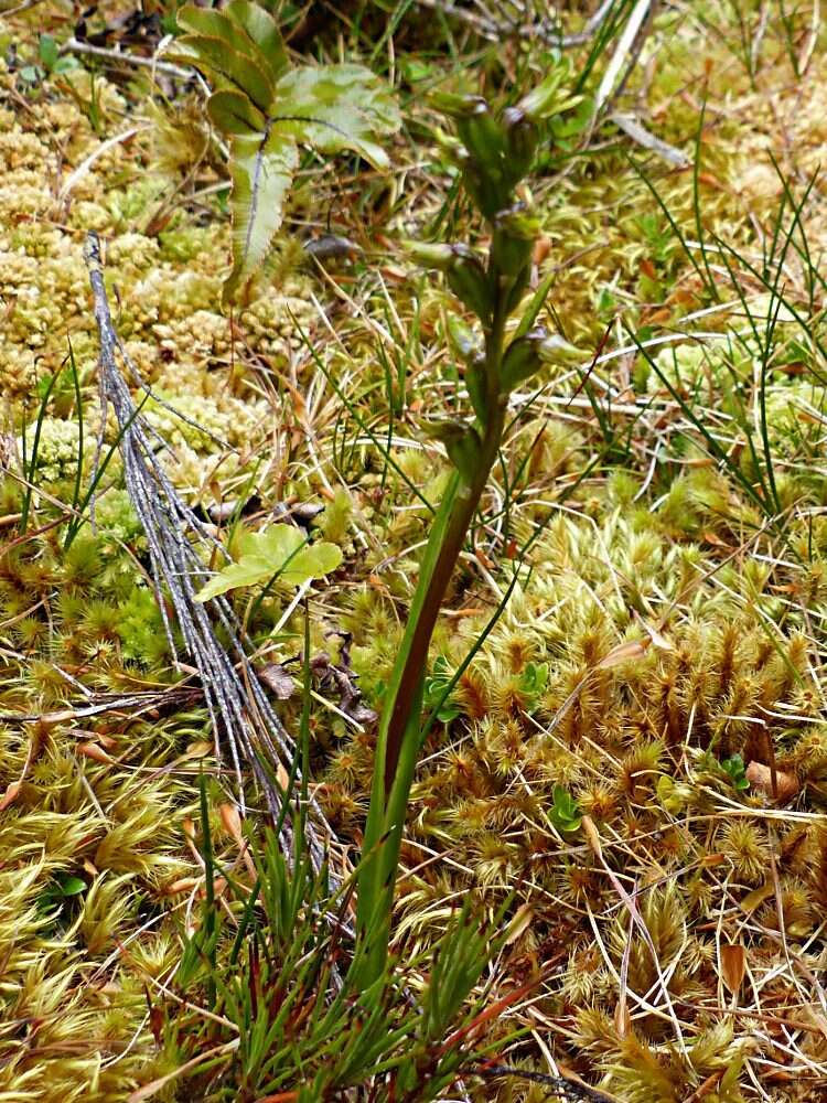 Imagem de Prasophyllum colensoi Hook. fil.