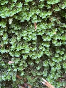 Image of Grove Earwort