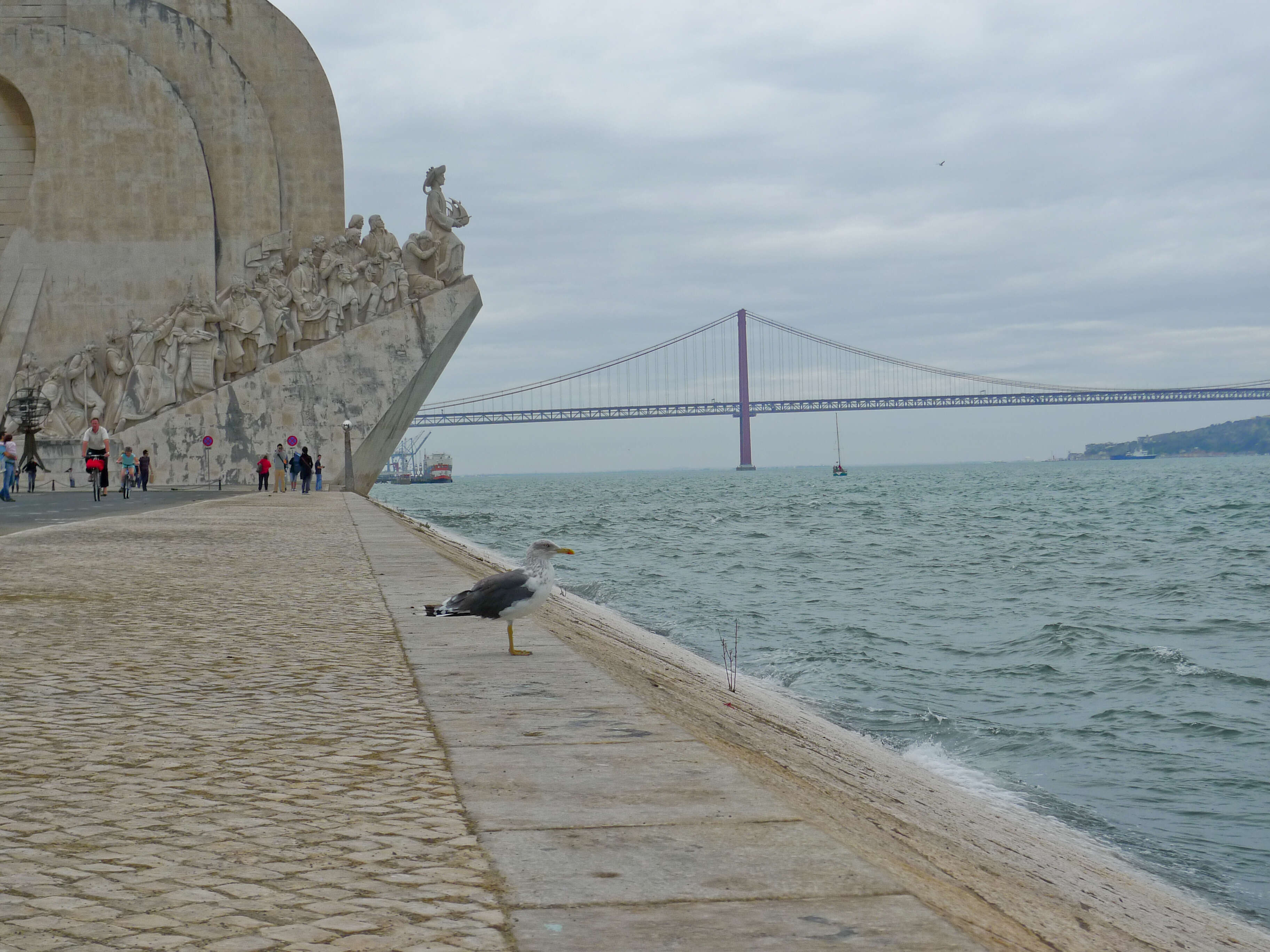 Image of Lesser Black-backed Gull