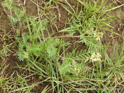 Image of Astragalus strigulosus Kunth