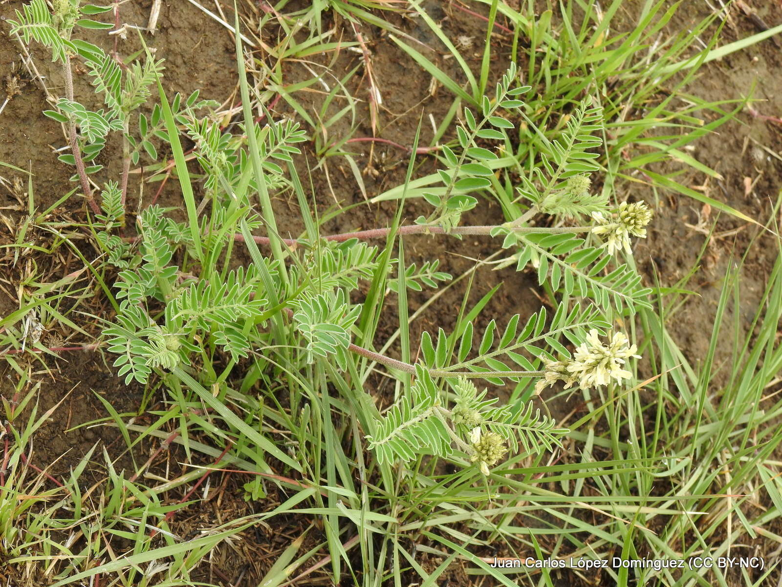 Sivun Astragalus strigulosus Kunth kuva