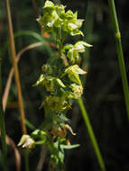 Imagem de Epipactis bugacensis subsp. rhodanensis (Gévaudan & Robatsch) Wucherpf.