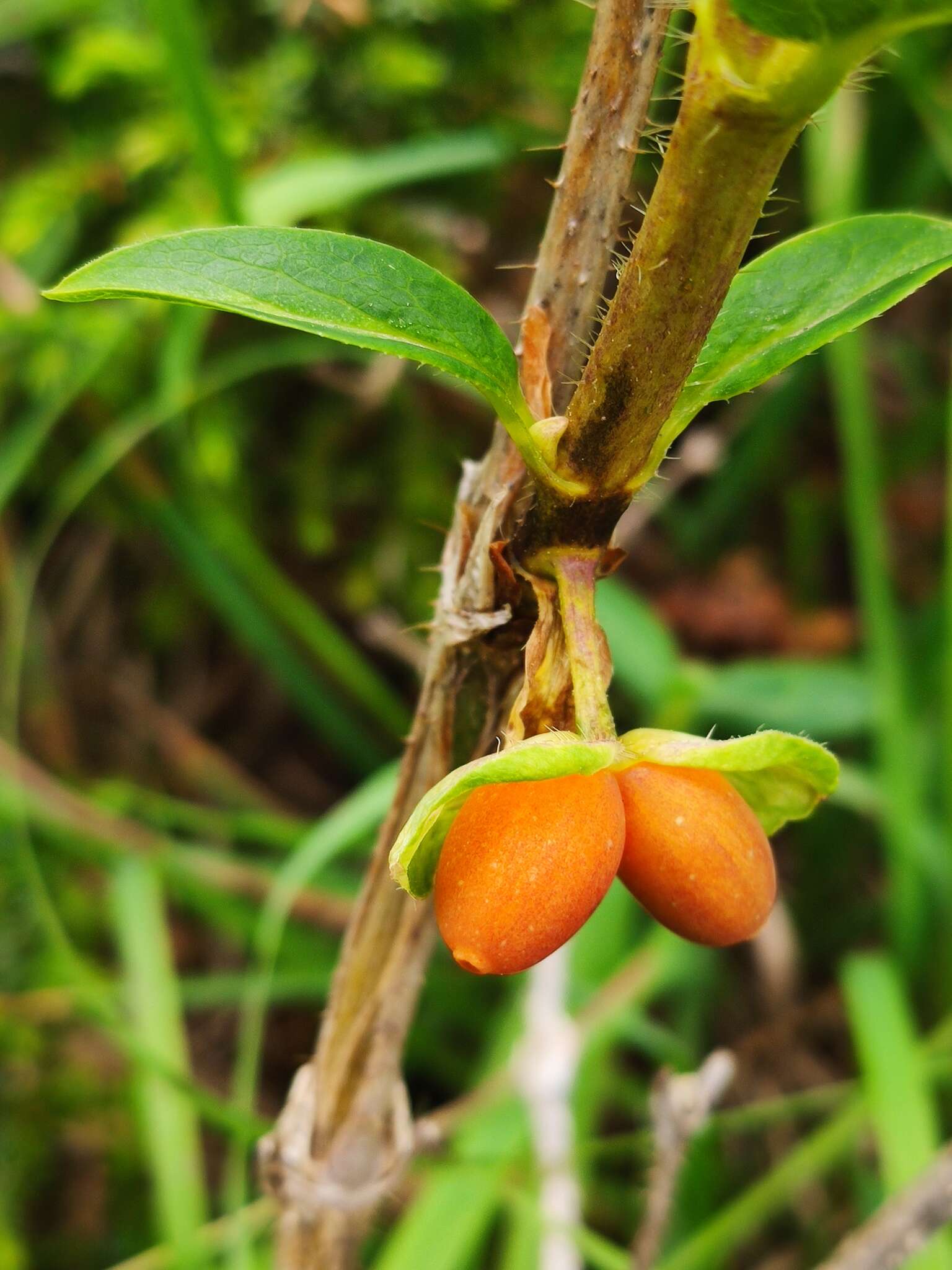 Image de Lonicera hispida Pall. ex Roem. & Schult.