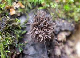 Image of Stemonaria irregularis