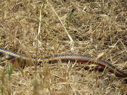 Image of Alameda Striped Racer