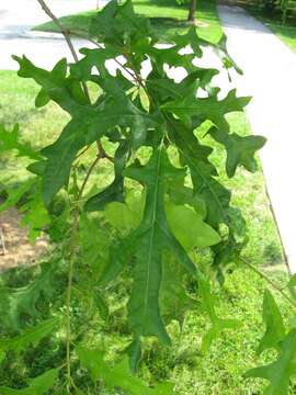 Image of overcup oak