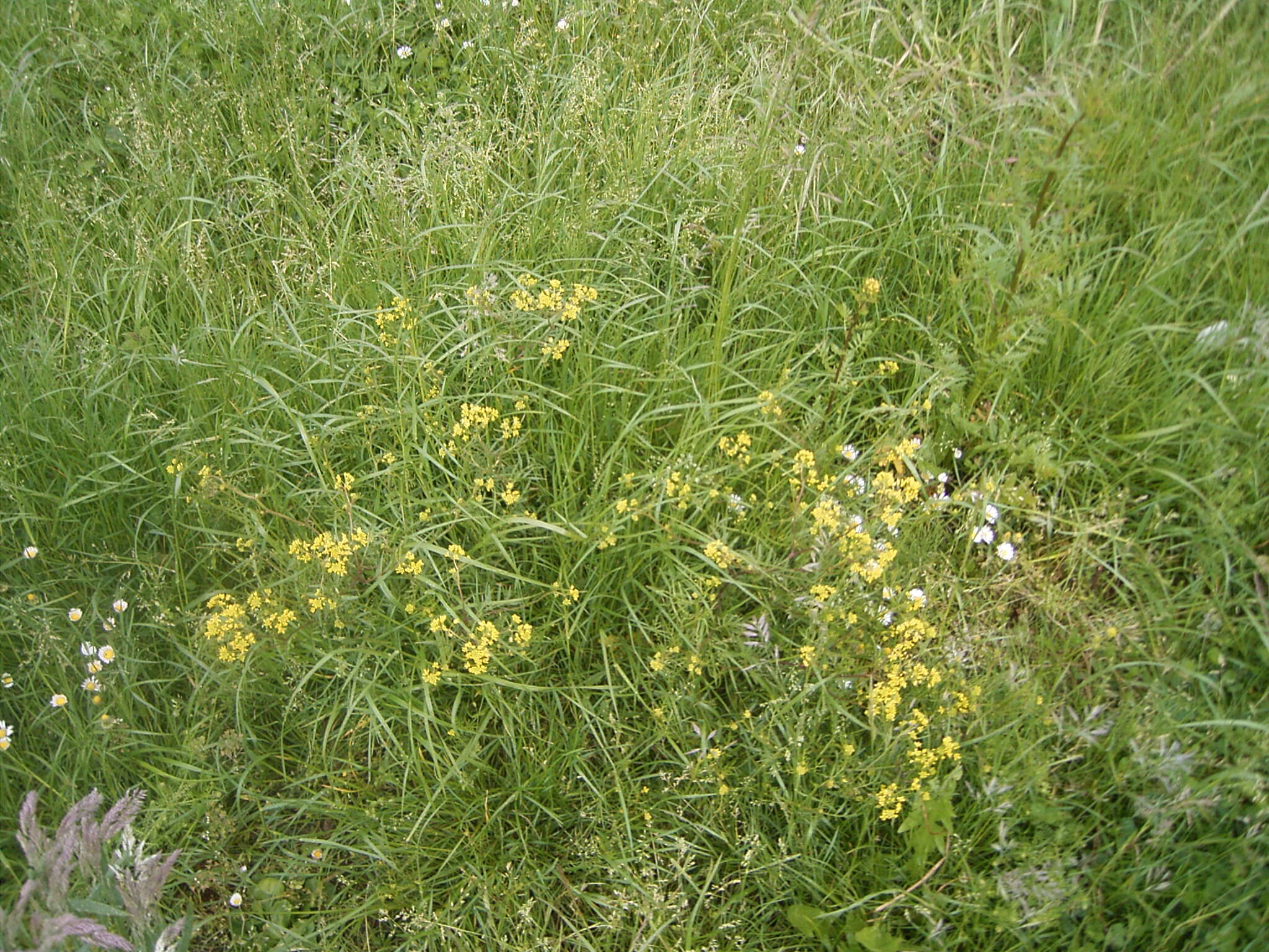 Image de rorippe à petites fleurs