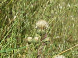 Image of Cirsium cymosum var. cymosum