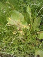 Image de rorippe à petites fleurs