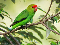 Image of Black-winged Lovebird