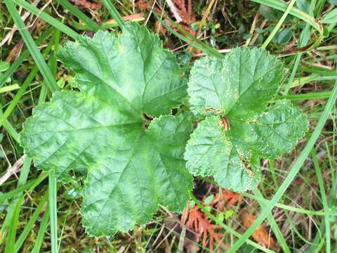 Image of cloudberry