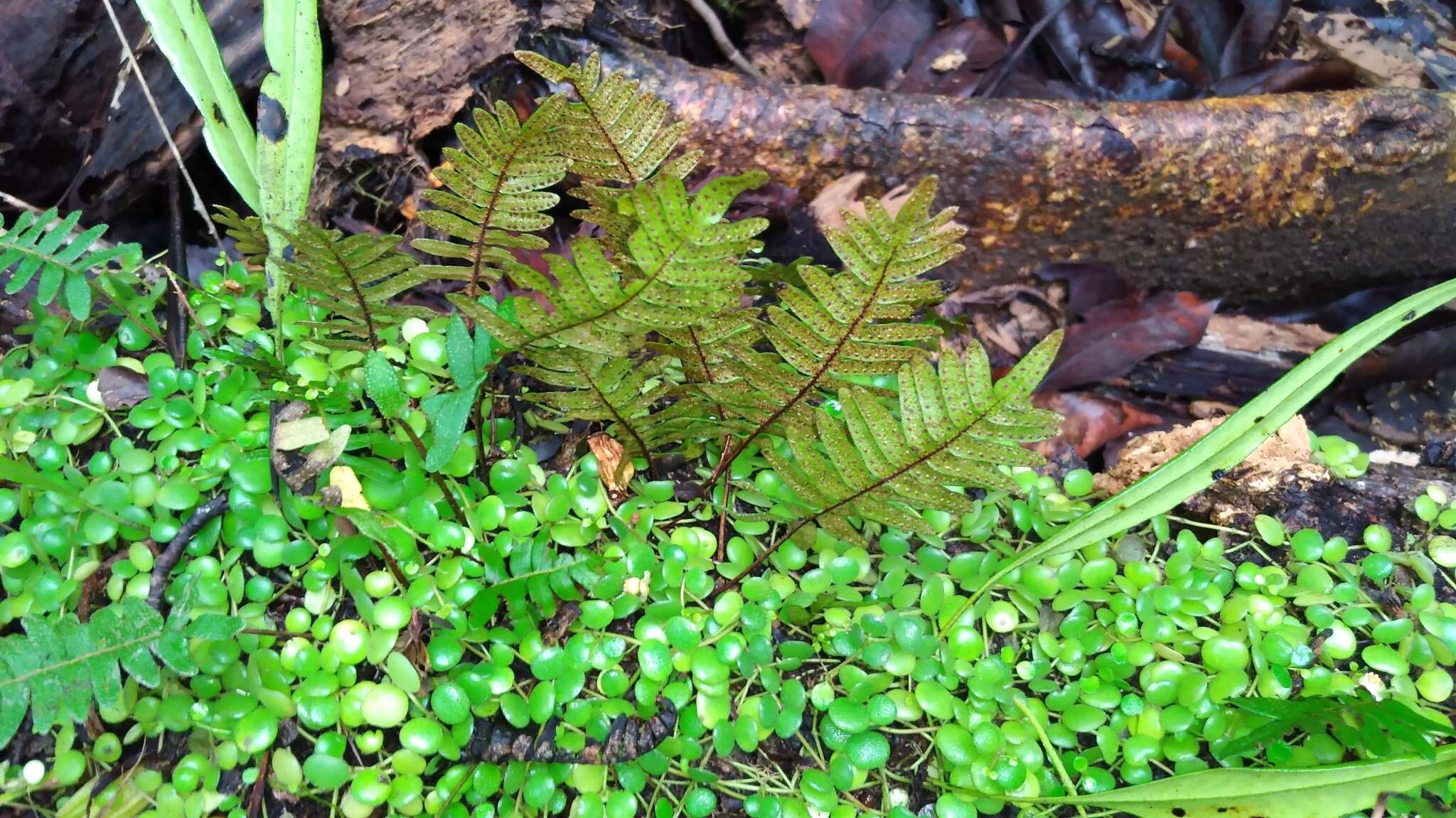 Image de Pleopeltis polypodioides (L.) E. G. Andrews & Windham