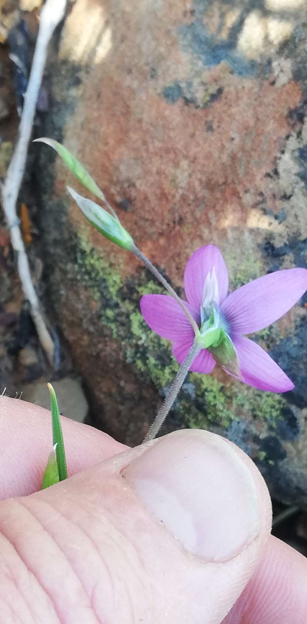 صورة Geissorhiza ixioides Schltr. ex R. C. Foster