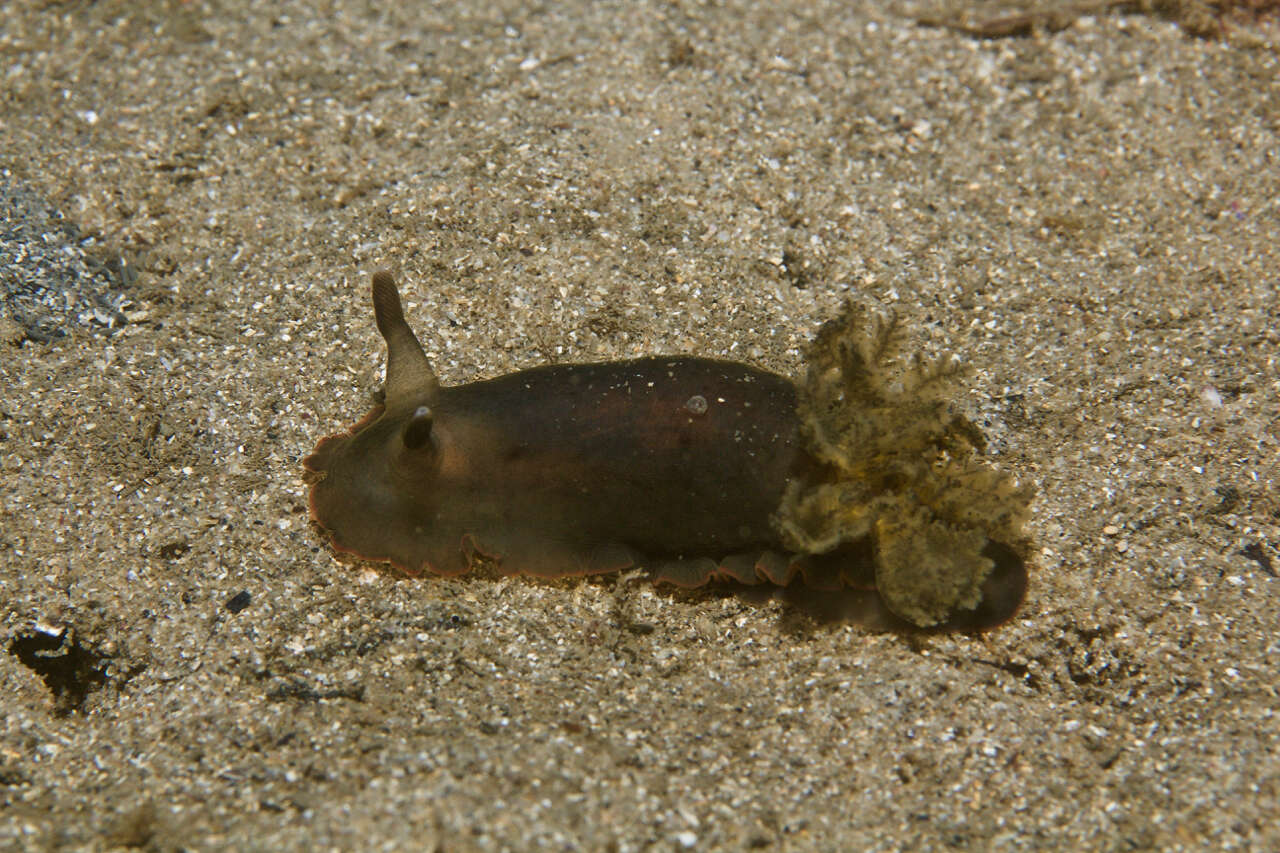 Image of Dendrodoris fumata (Rüppell & Leuckart 1830)