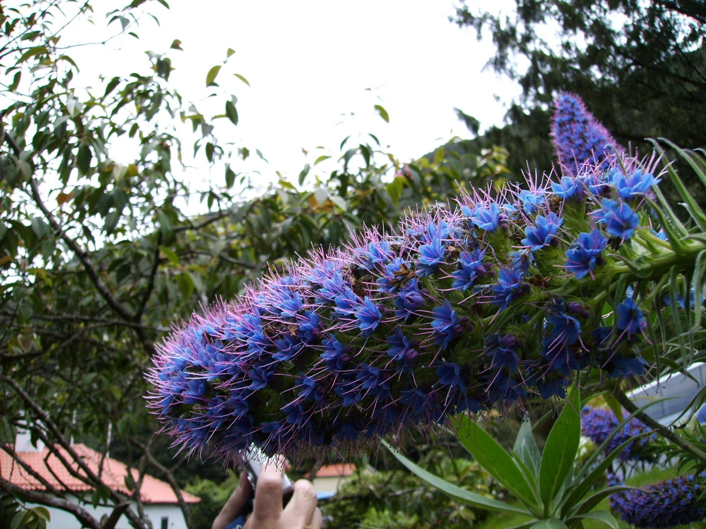 Imagem de Echium candicans L. fil.