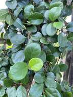 Слика од Ficus aurantiaca var. parvifolia