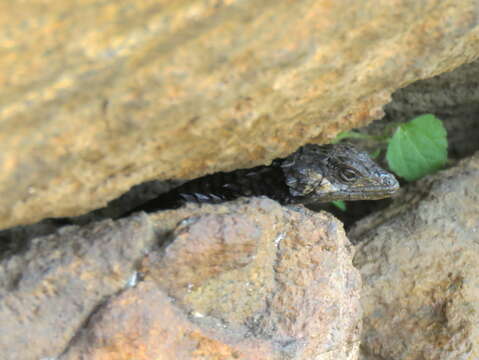 Image of Peers’ Girdled Lizard