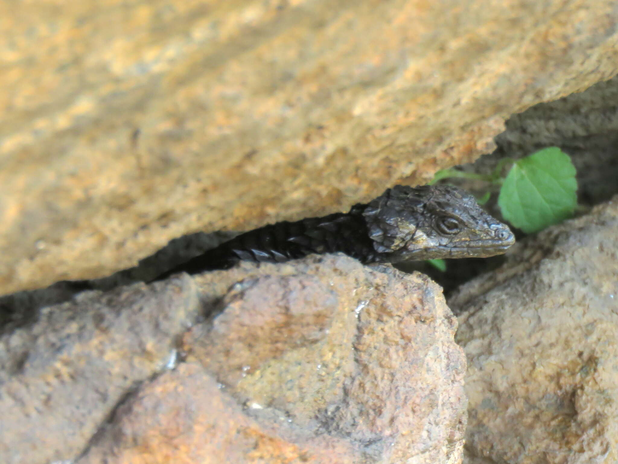 Image of Peers’ Girdled Lizard