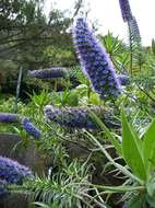 Imagem de Echium candicans L. fil.