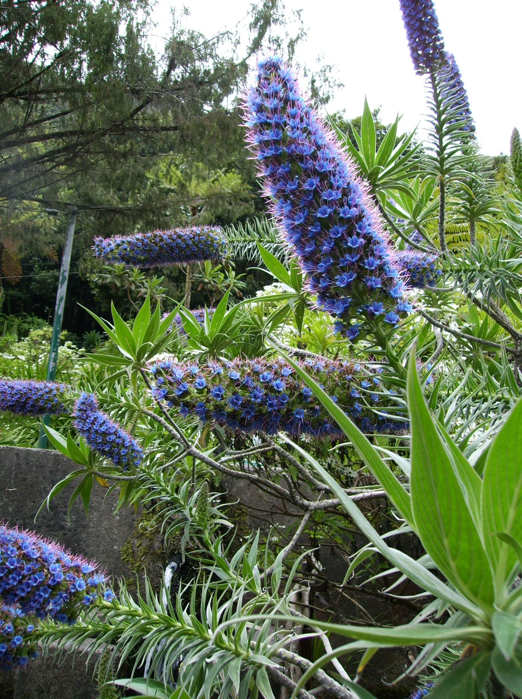 Imagem de Echium candicans L. fil.