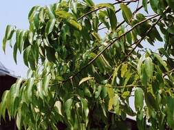 Image of bamboo-leaf oak