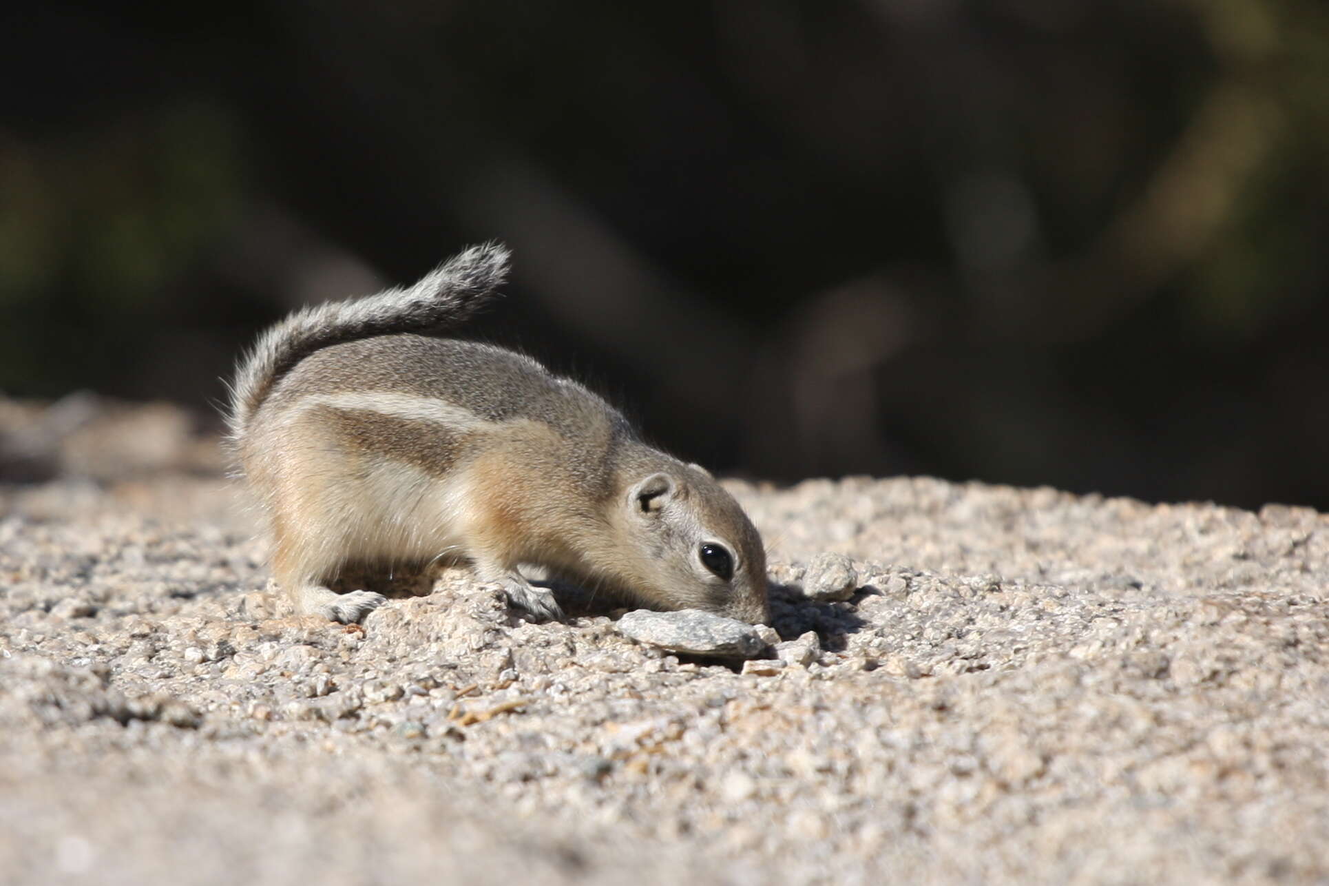 Image of white-tailed antelope squirrel