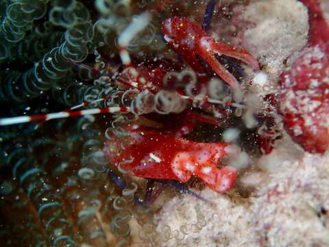 Image of brown pistol shrimp