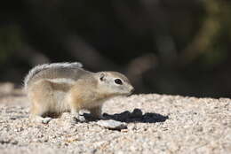 Image of white-tailed antelope squirrel