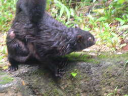 Image of Black Flying Squirrel