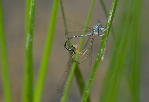 Image de Platycnemis foliacea Selys 1886