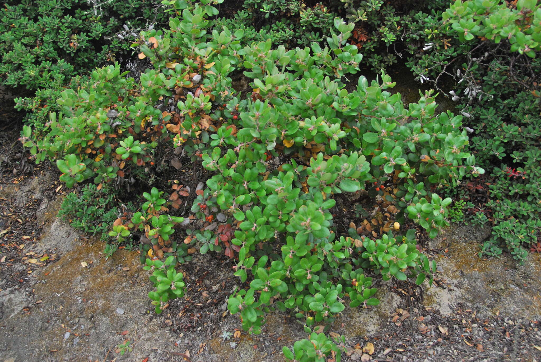 Image of woollyleaf manzanita