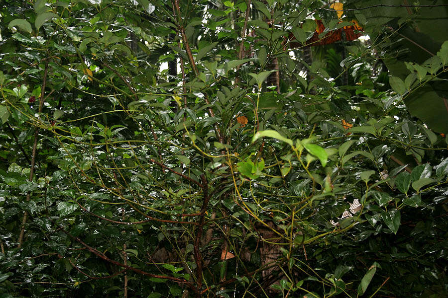 Image of indian bark