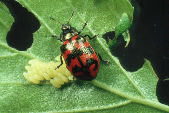 Image of Chrysomela lapponica