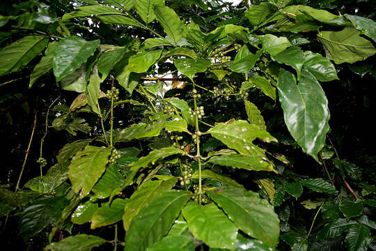 Image of robusta coffee